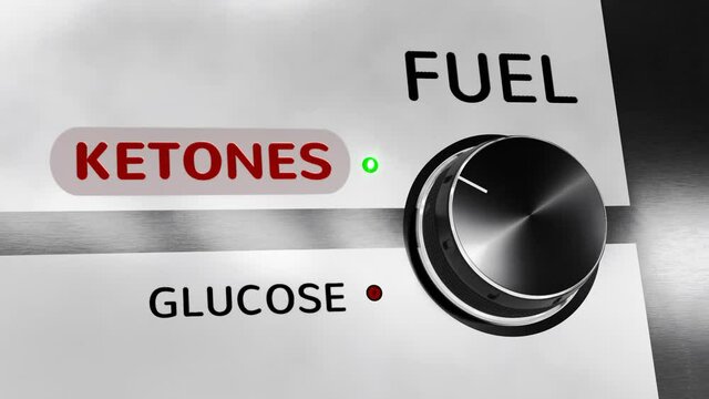 Fuel: Ketones / Glucose
