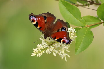 Aglais io, close-up of a butterfly on a white flower