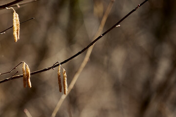 Ast von Haselbaum mit Haselkätzchen 