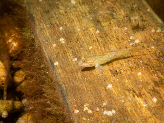 Crystallogobius linearis, the crystal goby. Picture from The Sound, Malmo Sweden