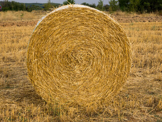 straw roles after harvest in Bulgaria_7