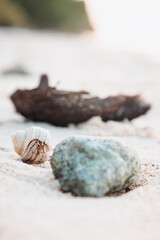 Seashell crab on a sandy beach in Maldives