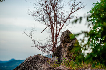 Natural background with various species of trees, green leaves, the beauty of the ecosystem