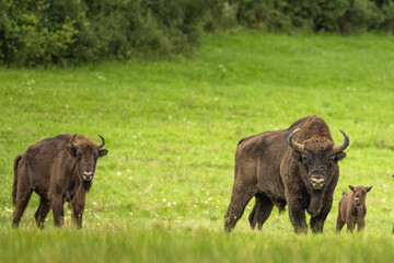 Obraz premium European Bison on the green meadow. The Bieszczady Mountains, Carpathians. Poland.