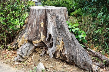 道の脇にある枯れている大きな切り株