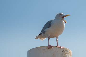 Texel, the Netherlands. August 13, 2021.Screaming seagull on a mooring post.