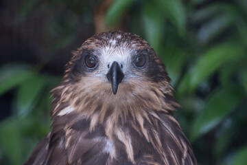 Hawk bird portrait - hawk eye