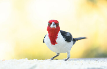 Galo de campina, Cardeal do nordeste. The northeast cardinal is a passerine bird of the Thraupidae family.