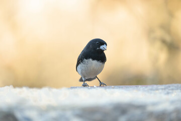 Papa capim de costas cinza. The gray-backed grass pope is a passerine bird of the Thraupidae family.