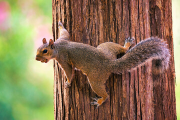 A squirrel with a peanut in his mouth on a cedar tree.