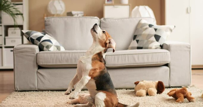 At playful mood. Full length view of the spotted beagle dog barking while playing and having fun at his cozy flat. Animals lifestyle concept