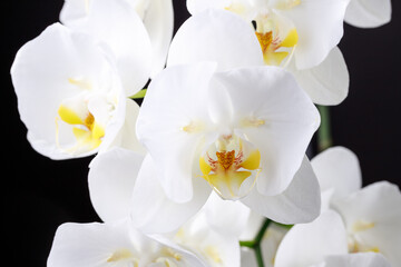 Fototapeta na wymiar A blooming large lush white peloric orchid flower of the genus phalaenopsis variety of Sogo Yukidian closeup on black.