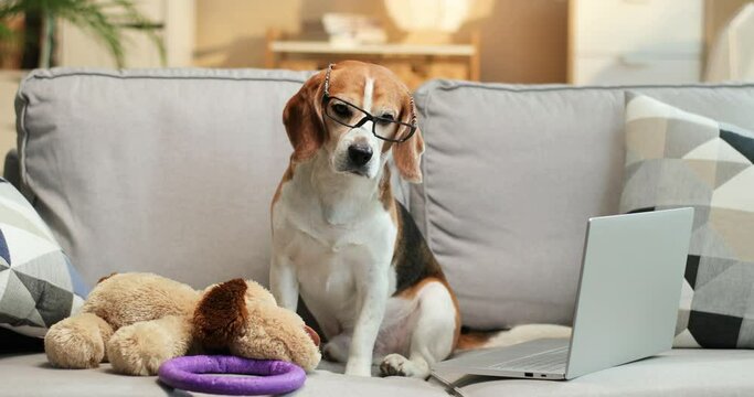 Smart spotted beagle dog programmer coder accountant blogger using computer. Funny pet in nerd glasses sitting at the sofa. Animals concept