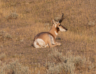 Naklejka na ściany i meble pronghorn buck resting in the wild