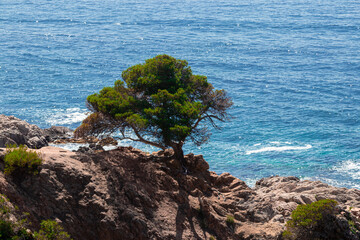 lonely tree on the costa brava one summer day in the middle of the afternoon with the calm sea