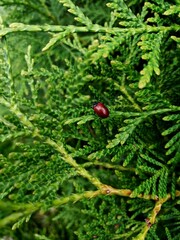 red pine needles