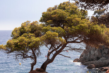 lonely tree on the costa brava one summer day in the middle of the afternoon with the calm sea