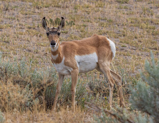 Naklejka na ściany i meble young antelope in the wild