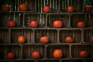 pumpkins and an idea for fall decoration