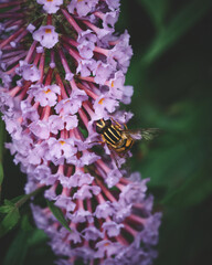 Flowers and Insects in an natural symbiosis. High quality photo