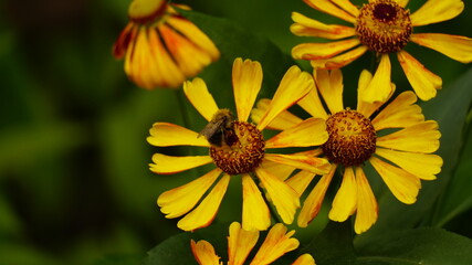 yellow flower in the garden
