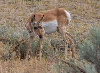 Naklejka na ściany i meble young antelope looking with curiosity 