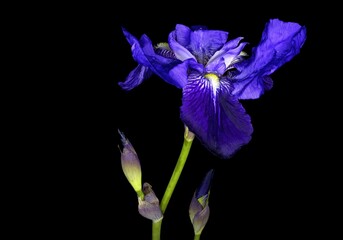 Iris sibirica, commonly known as Siberian iris or Siberian flag, is a species in the genus Iris. It is a rhizomatous herbaceous perennial, from Europe used as ornamental plant