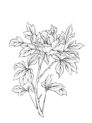 Digital illustration of peony, black and white.