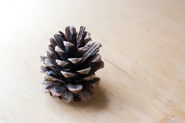 spruce cone on wooden background
