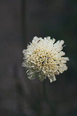 Beautiful wild flower. White flower. Meadow plant. Soft focus.
