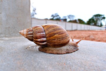 African snail crawling on gray cement floor