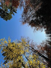 Klarer Abend im Wald