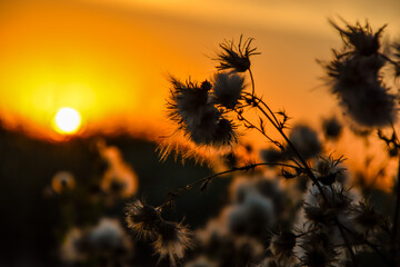 Vegetacion a contraluz del atardecer