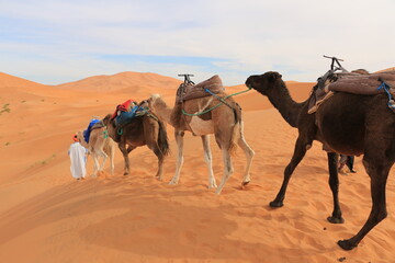 a line of camels following by the bedouin men