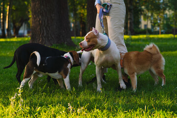 Horizontal of faceless woman training american pitbull terrier puppy on grass in park at sunset. Getting to know young dogs with each other. Sniffing and looking around at sunrise. Summer walk - obrazy, fototapety, plakaty