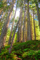 Fototapeta na wymiar Tall pine trees . Evergreen coniferous forest 