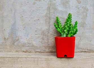 cactus in red pot