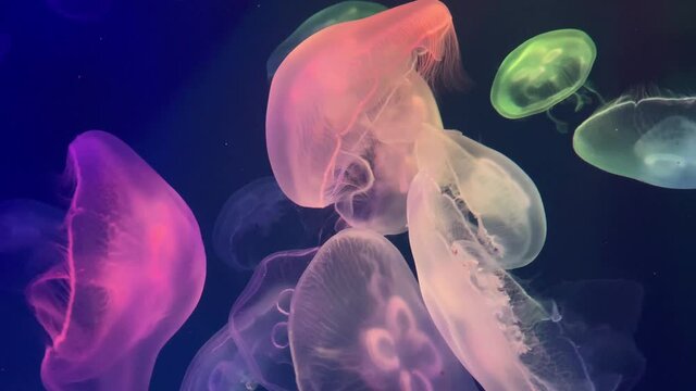 Shiny vibrant fluorescent jellyfish glow underwater. Phosphorescent cosmic medusa. Selective focus.