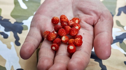 handful of cranberries