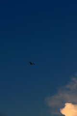 bird in the sky