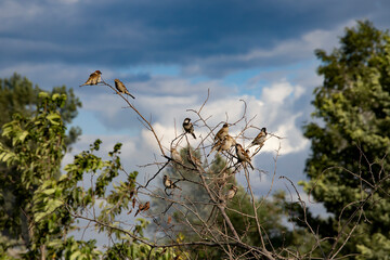 Summer landscape with sparrows. Sparrows on a branch. The background is a blue sky with clouds. A warm summer day in the forest.