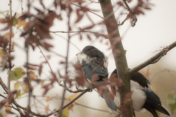 Magpie couple in a city park, Warsaw, Poland. Dried rowan berry tree leaves, cold autumn day, cloudy sky. Selective focus on the birds, blurred background.