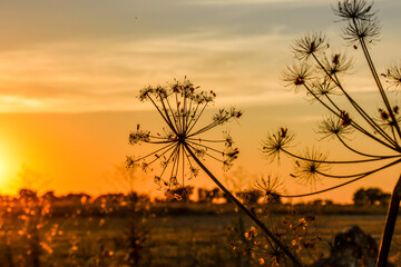 silueta vegetacion contraluz atardecer