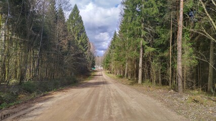 A dirt road is laid through a forest area among trees and leads to a summerhouse village
