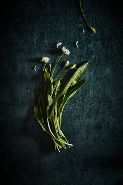 Wild garlic