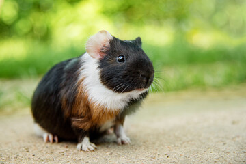 Guinea pig outdoors in summer