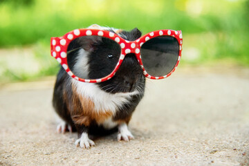 Funny guinea pig wearing sun glasses in summer