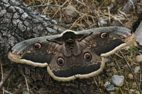 Closeup on the European giant peacock moth, Saturnia pyri