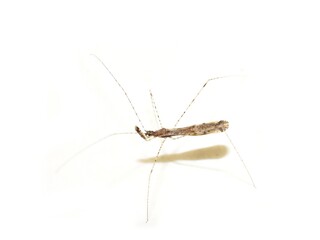 Common thread-legged assassin bug Empicoris vagabundus isolated on white background