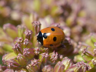 Fototapeta premium Sevenspotted ladybird coccinella septempunctata on a pink plant